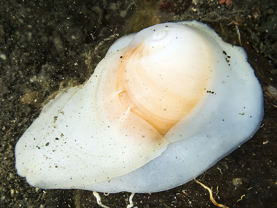 Mammilla melanostoma